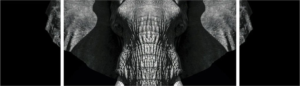 Obraz - Słoń na czarnym tle (170x50 cm)