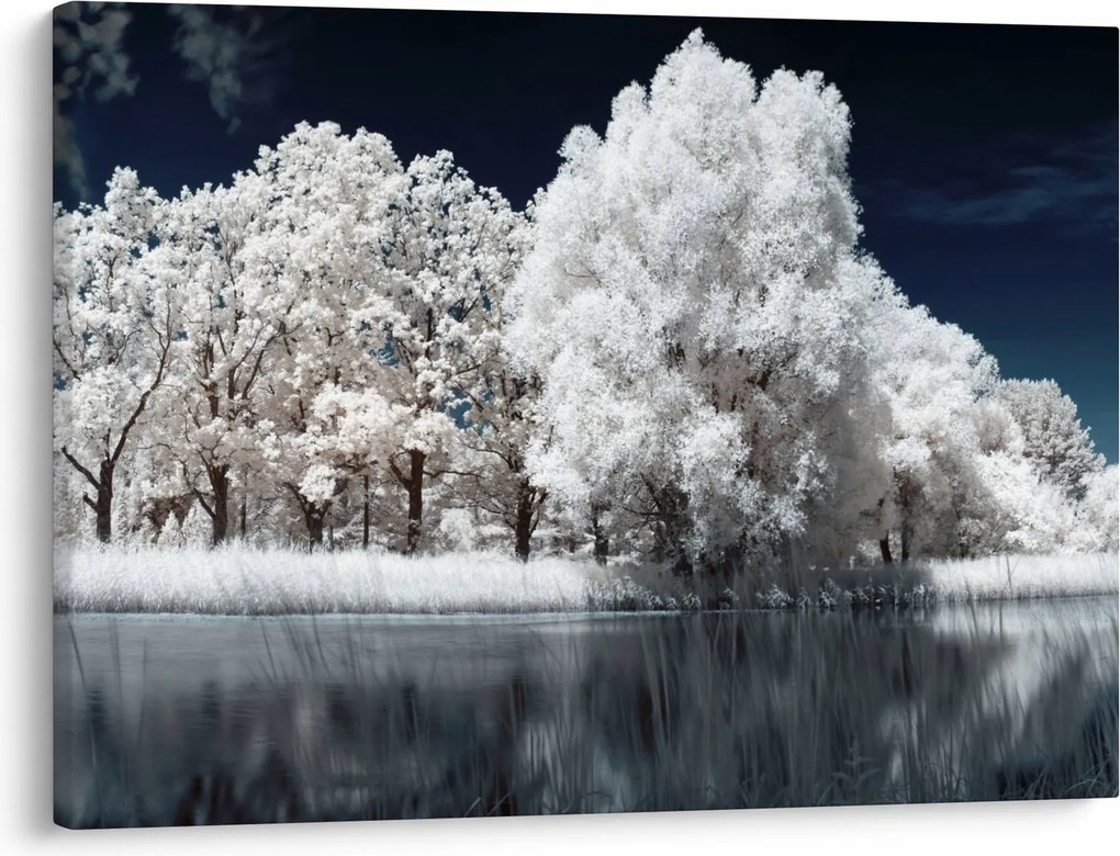 Obraz - Śnieżnobiałe drzewa (70x50 cm)