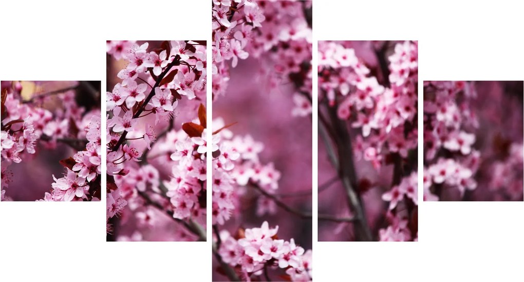 Obraz - Różowa sakura (125x70 cm)