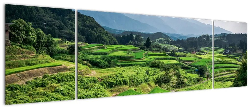 Obraz pól ryżowych (170x50 cm)