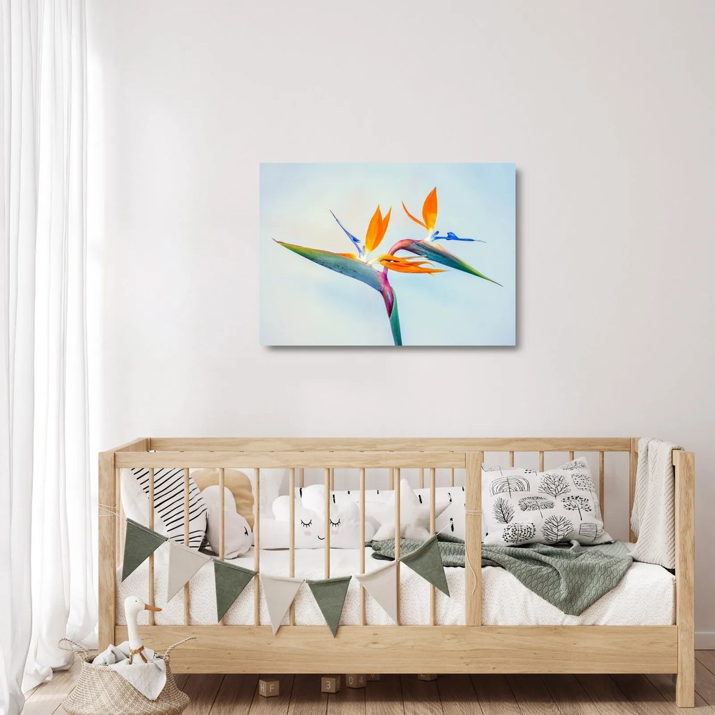 Obraz na szkle kwiatu Strelicji (70x50 cm)