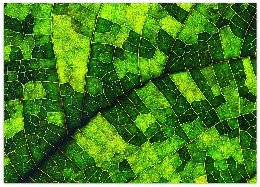 Obraz - Detal liścia (70x50 cm)
