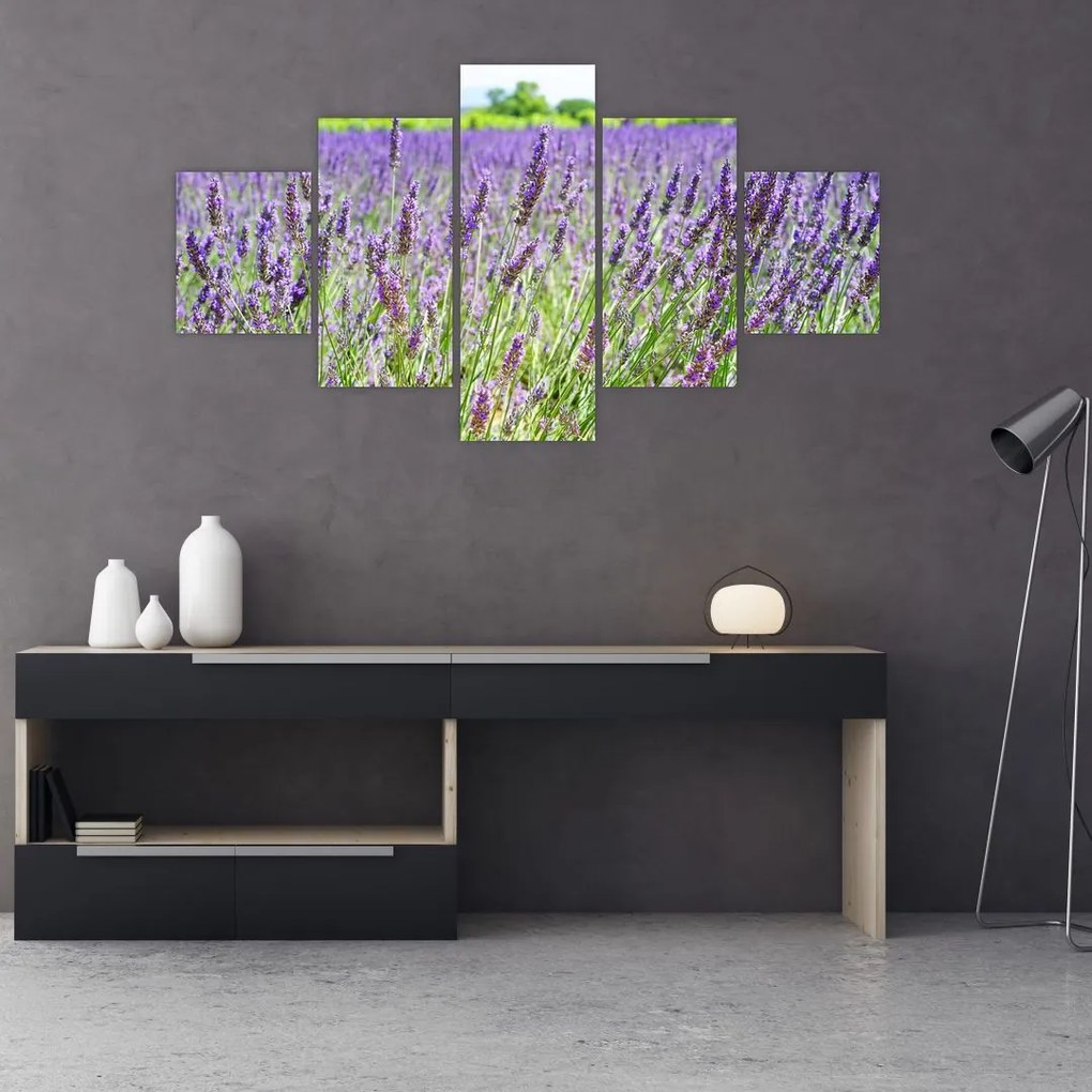 Obraz pola z lawendą (125x70 cm)