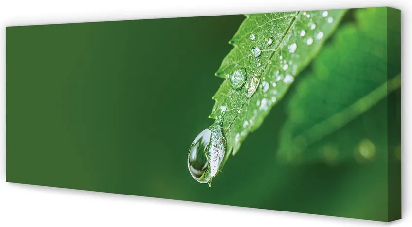 Duży obraz na płótnie Liść i Kropla Wody