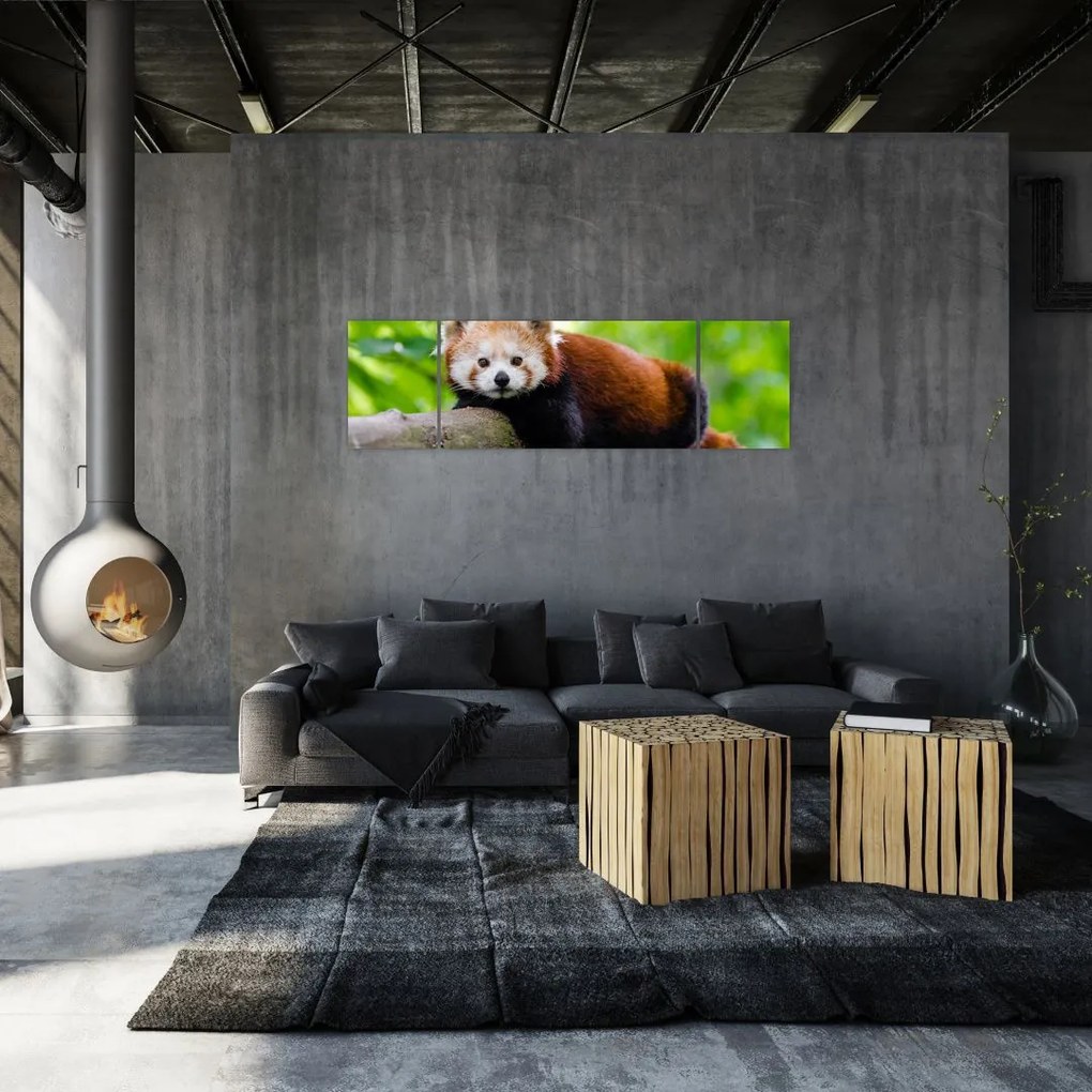 Obraz pandy czerwonej (170x50 cm)