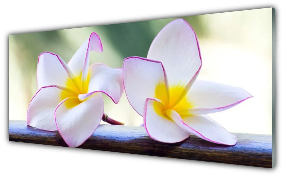 Obraz Akrylowy Kwiaty Płatki Plumeria