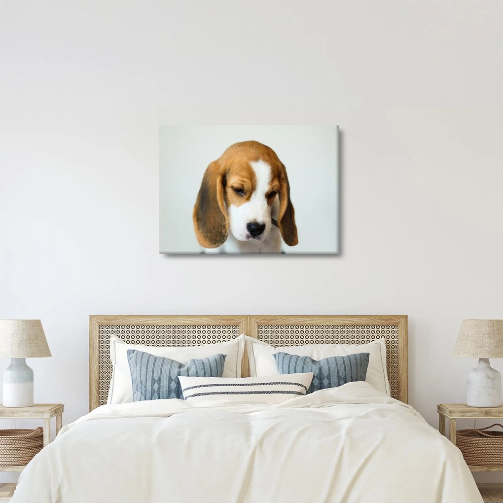 Obraz Beagle (70x50 cm)