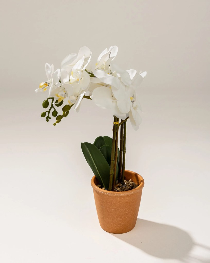 Storczyk Orchidea White w doniczce 45 cm