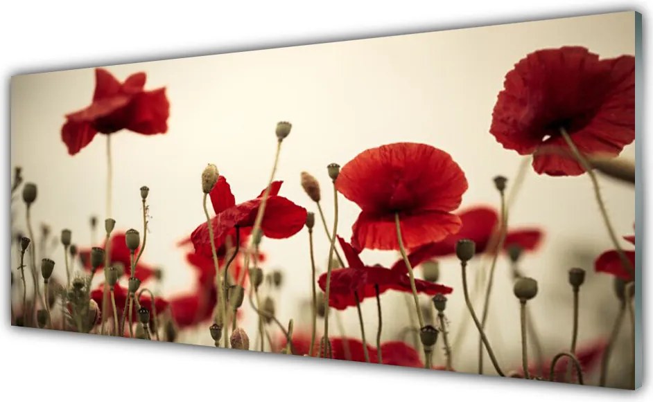 Panel Kuchenny Polne Maki W Rozkwicie