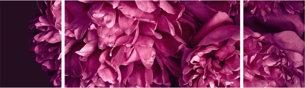 Obraz - Kwiaty piwonii (170x50 cm)