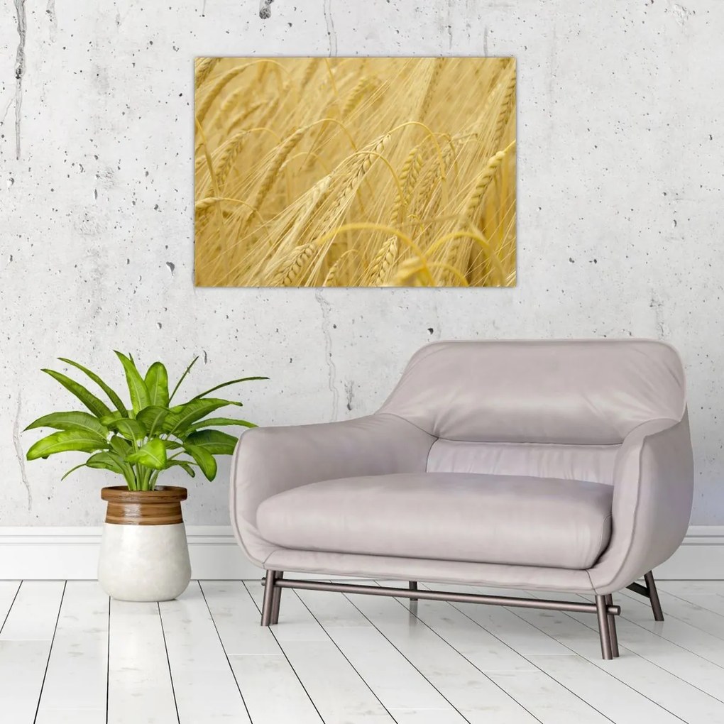 Obraz - Jęczmień (70x50 cm)