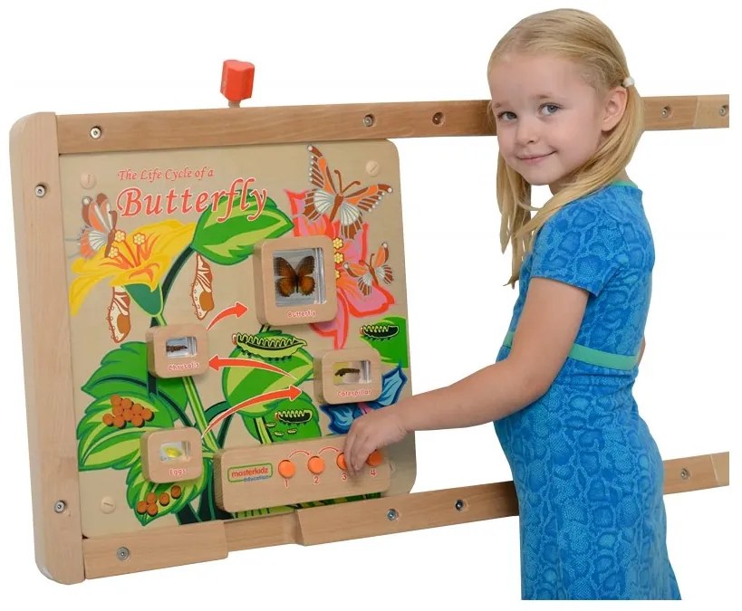Cykl życia motylka tablica edukacyjna masterkidz
