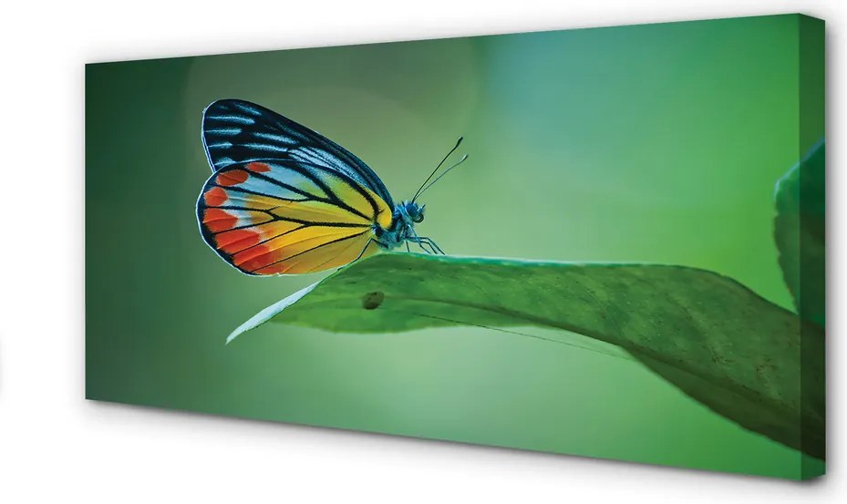 Duży obraz na płótnie Kolorowy Motyl na Liściu