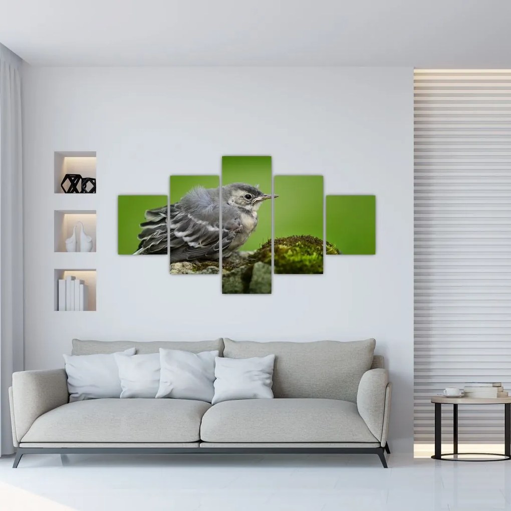 Obraz - Muchołówka (125x70 cm)