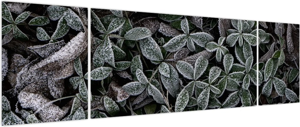 Obraz - Zamrożone rośliny (170x50 cm)