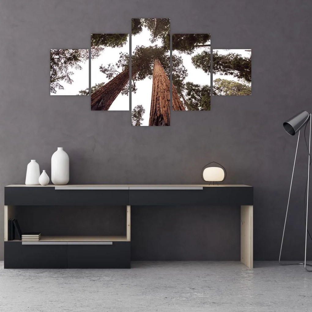 Obraz - Widok przez korony drzew (125x70 cm)