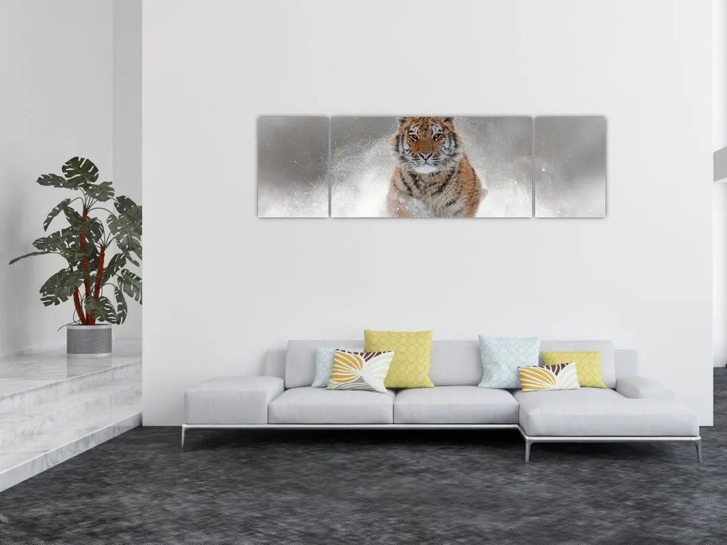 Obraz tygrysa biegnącego po śniegu (170x50 cm)