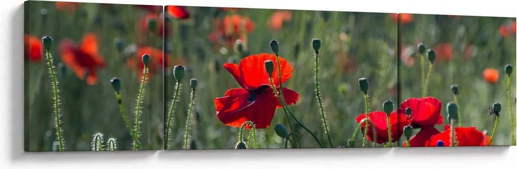 Obraz - Łąka z makami (170x50 cm)