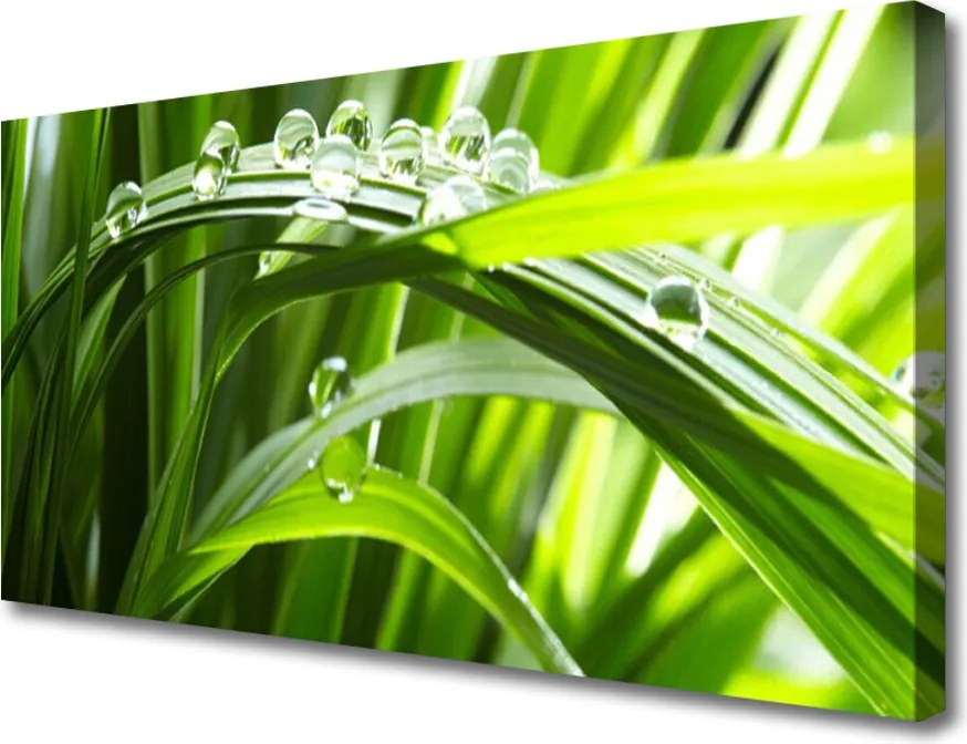 Obraz canvas Świeżość Poranka: Trawa i Rosa