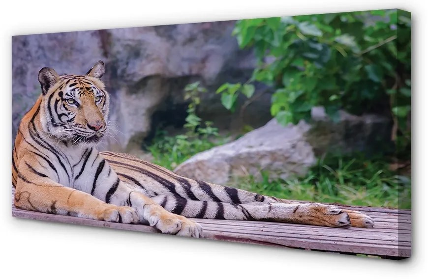 Obraz canvas na ścianę Tygrys w Zoo