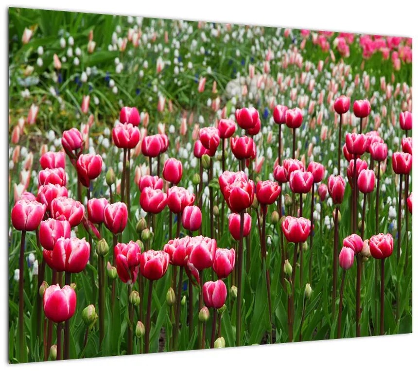 Obraz na szkle tulipanów (70x50 cm)