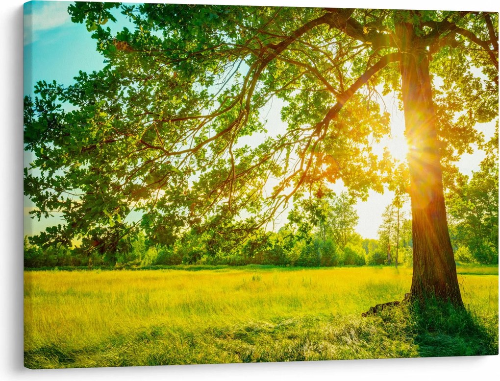 Obraz - Słoneczny Las (70x50 cm)