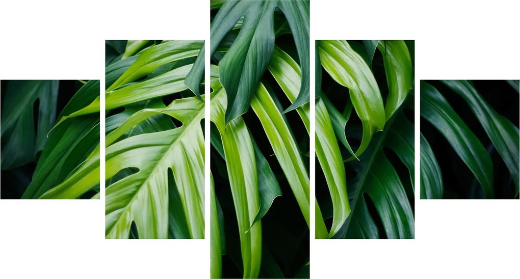 Obraz - Tropikalne liście (125x70 cm)