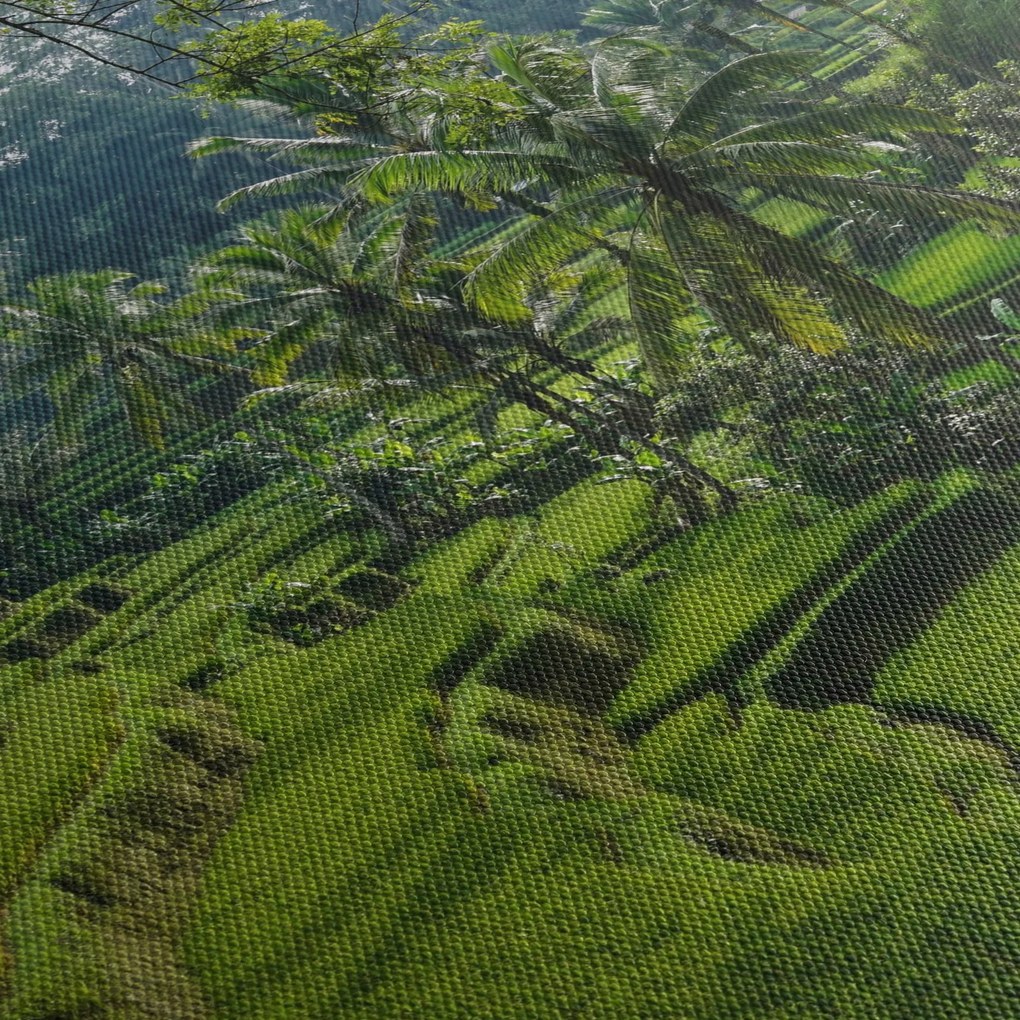 Obraz tarasów ryżowych Tegalalang, Bali (70x50 cm)
