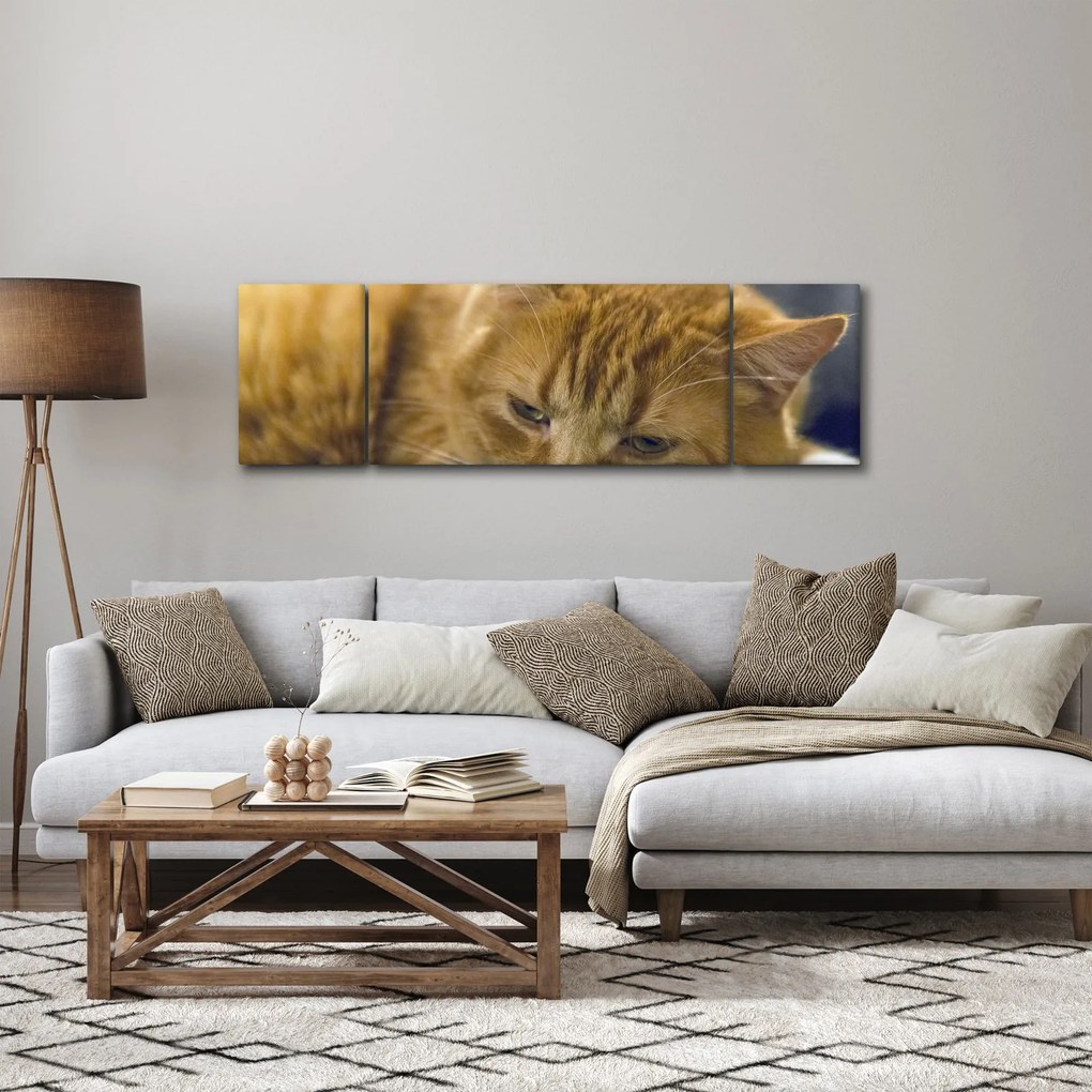 Obraz kota (170x50 cm)
