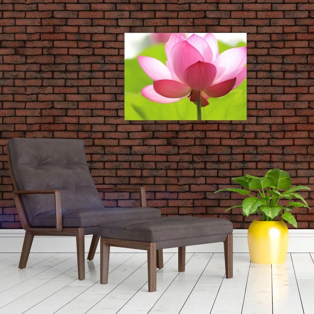 Obraz kwiatu lotosu (70x50 cm)