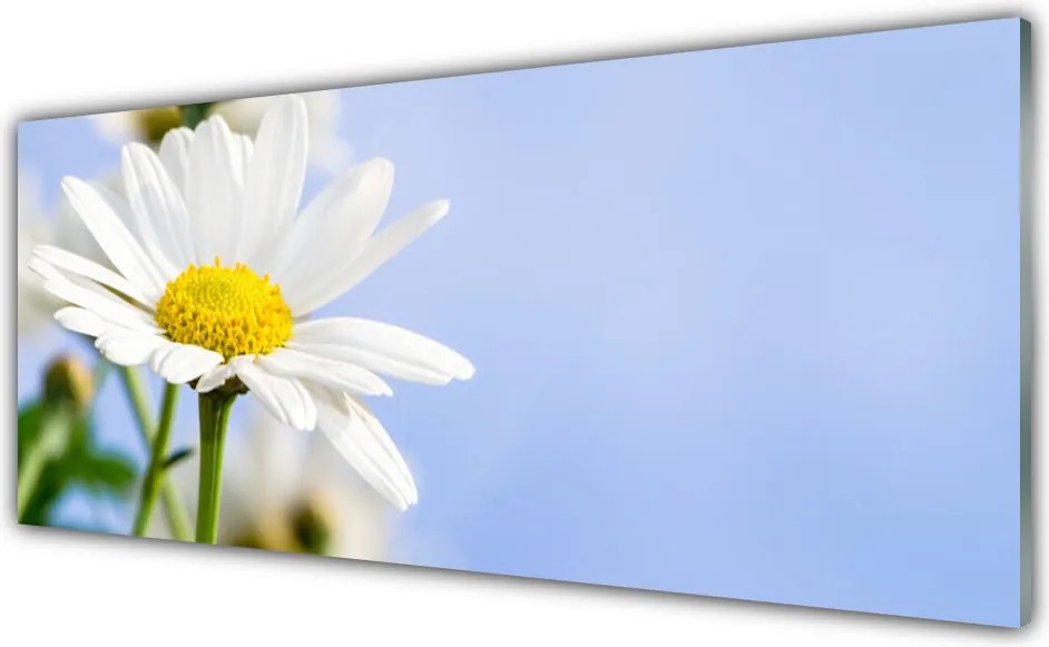 Panel nad blat kuchenny Urok Polnej Stokrotki