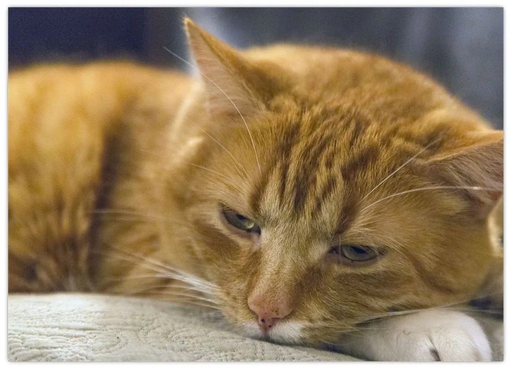 Obraz na szkle - kot (70x50 cm)