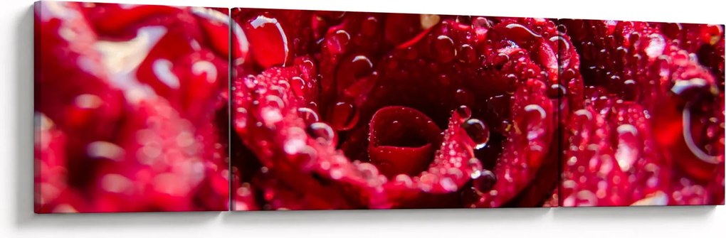 Obraz czerwonego kwiatu róży (170x50 cm)