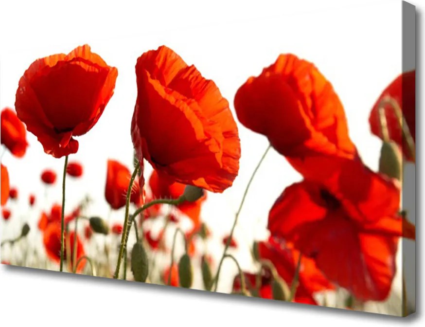 Obraz na płótnie Barwne Pole Tulipanów