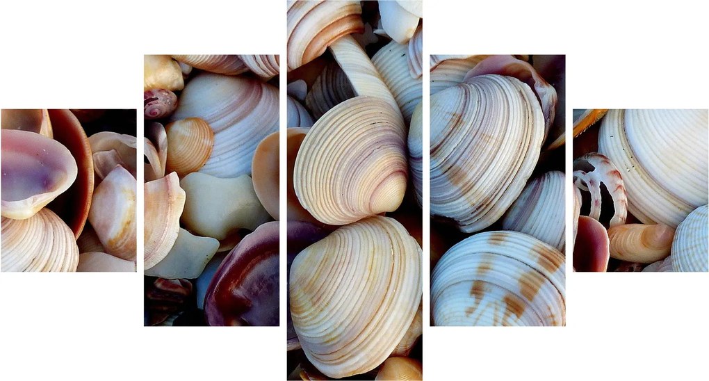 Obraz muszelek (125x70 cm)
