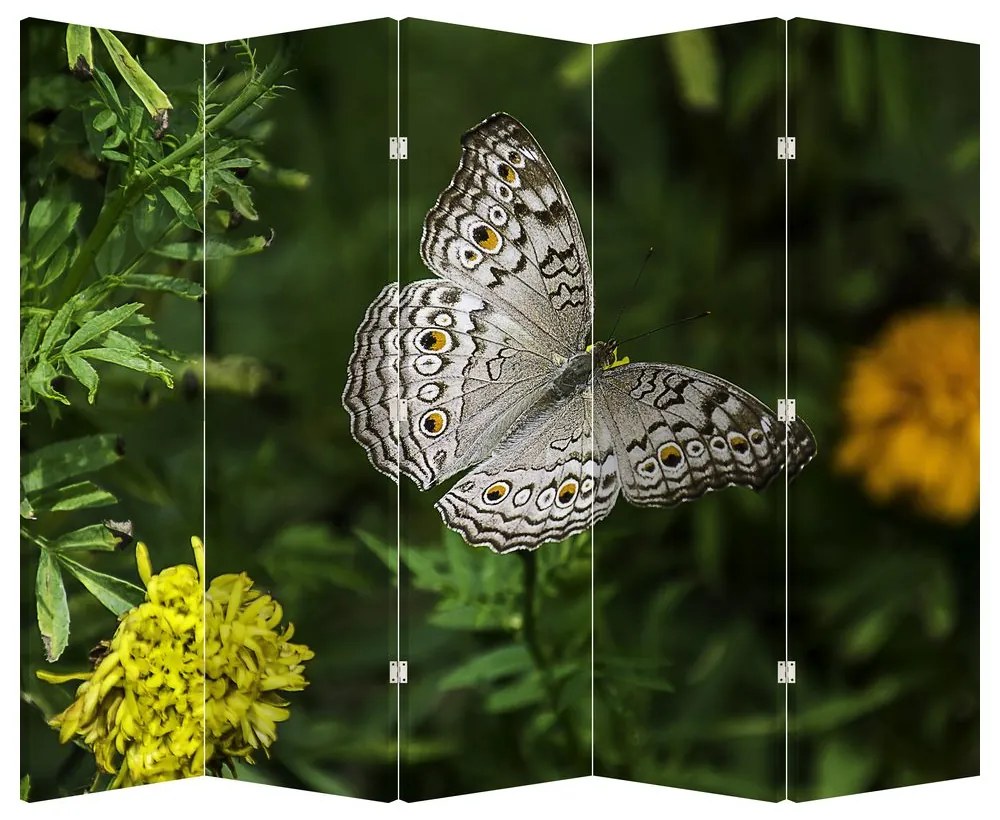 Parawan - Biały motyl (210x170 cm)