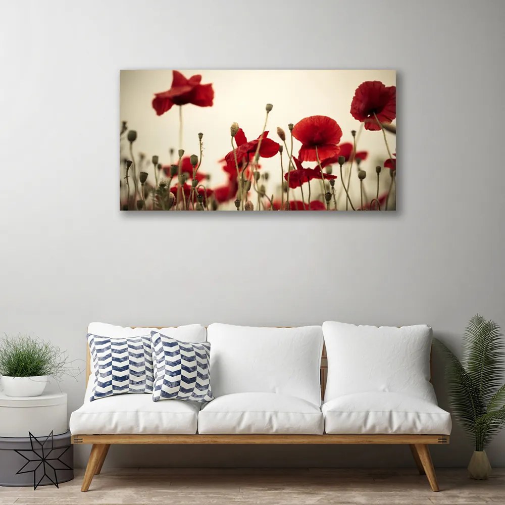 Obraz na płótnie Polne Maki w Rozkwicie