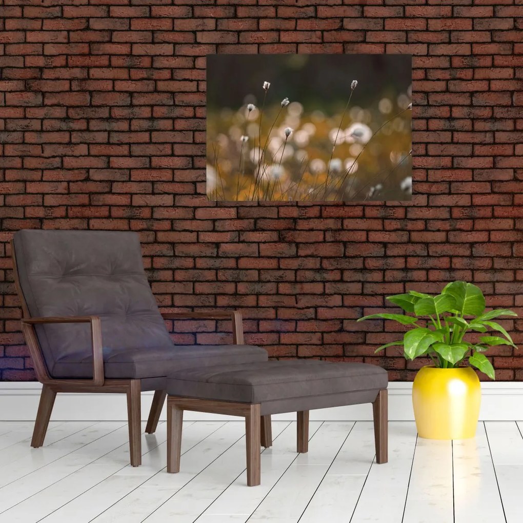 Obraz na szkle - Łąka z trawą bawełnianą N⁰2 (70x50 cm)