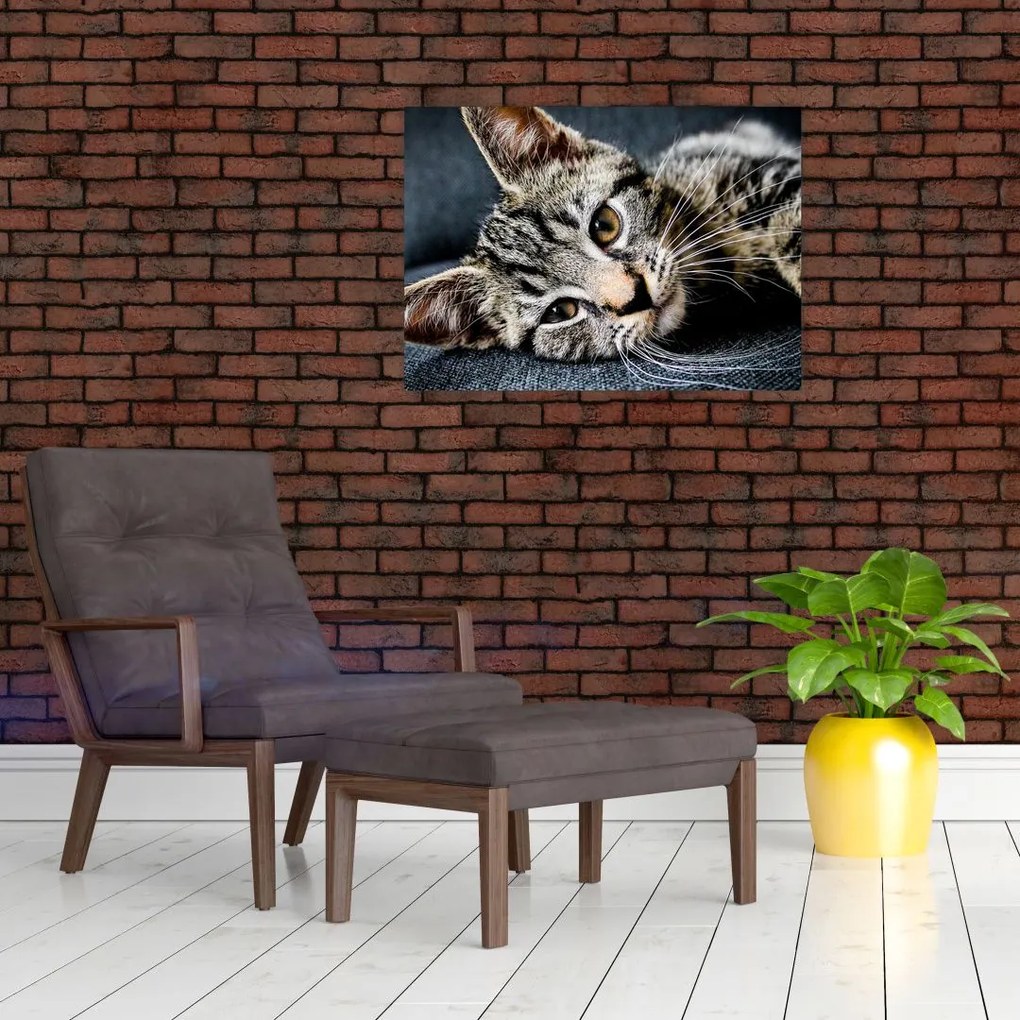 Obraz na szkle - Kotek (70x50 cm)