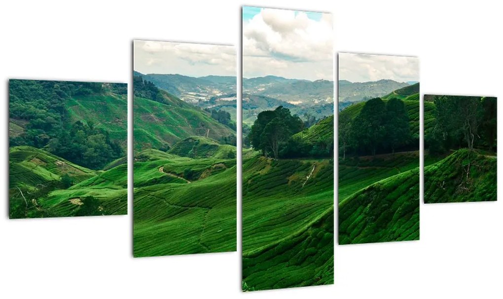 Obraz - Plantacje herbaty w Malezji (125x70 cm)