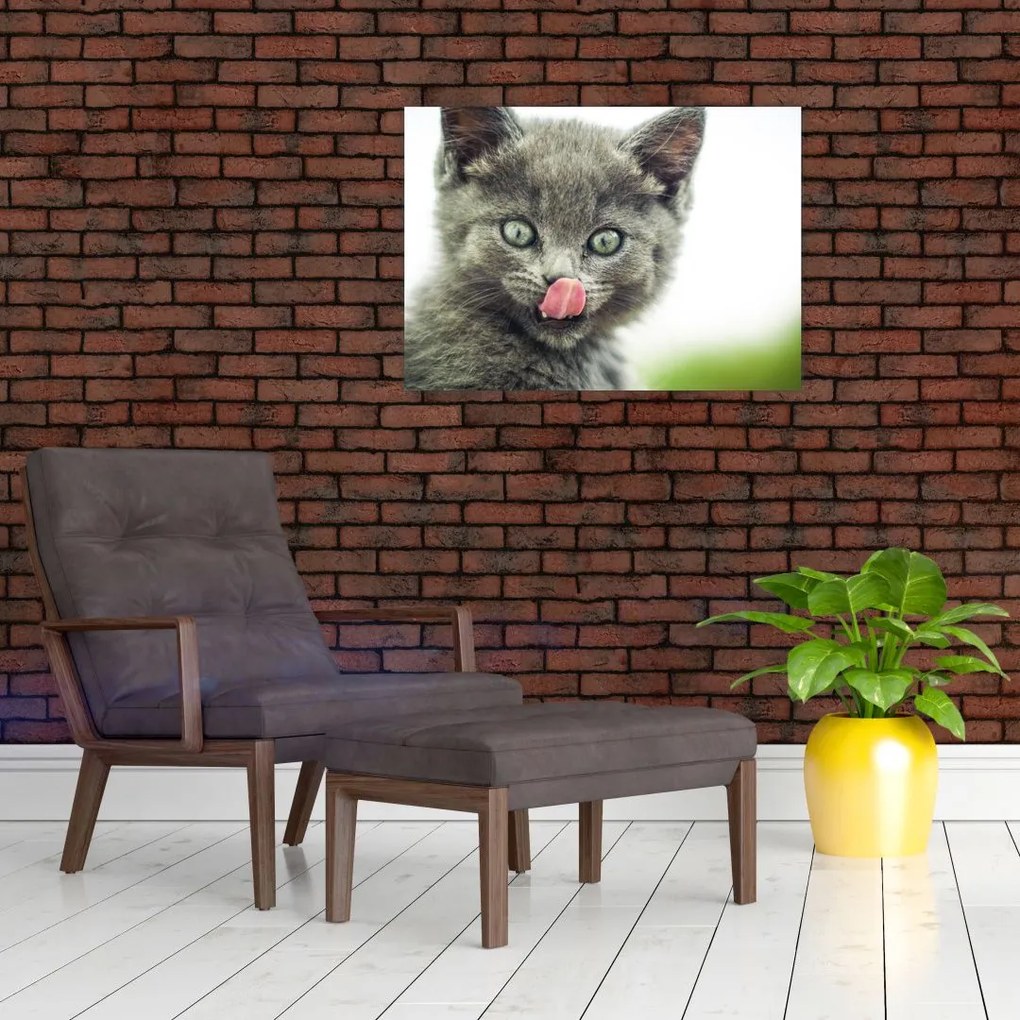 Obraz na szkle - oblizujący się kotek (70x50 cm)