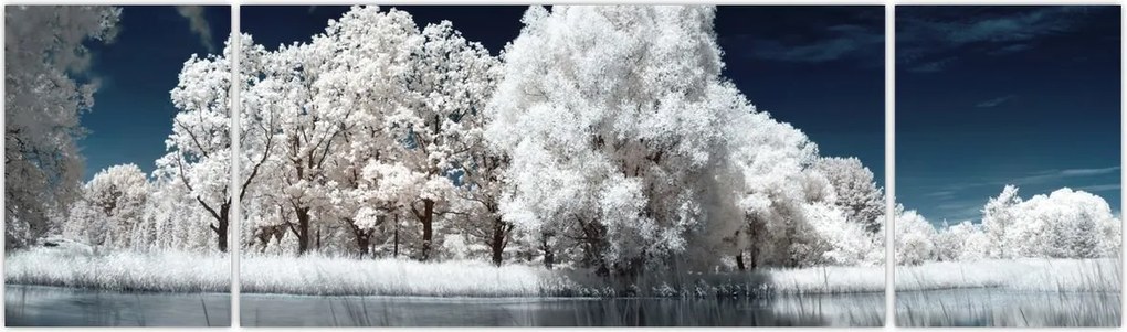 Obraz - Śnieżnobiałe drzewa (170x50 cm)