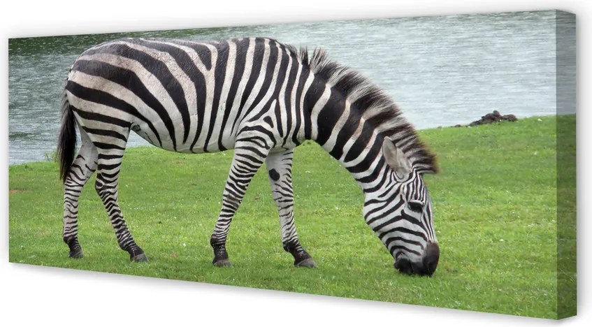 Obraz drukowany na płótnie Portret Zebry