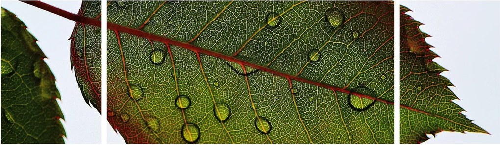 Obraz - Liść róży (170x50 cm)