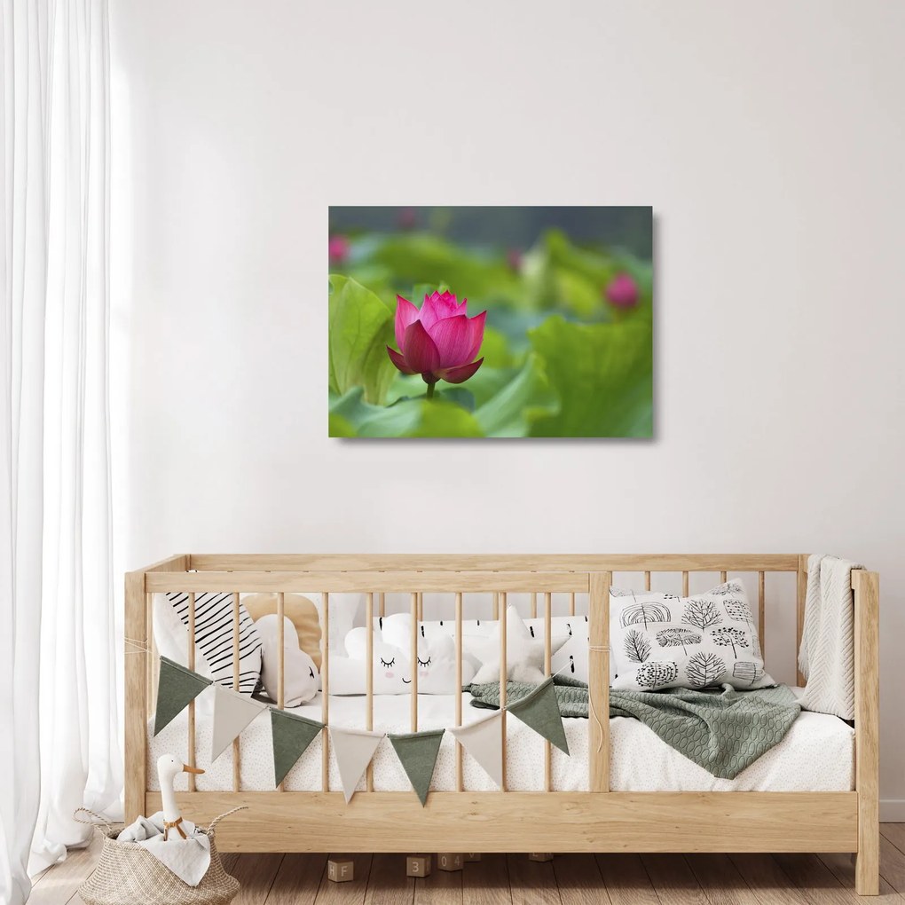 Obraz na szkle - roślina wodna (70x50 cm)