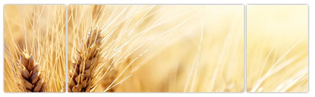 Obraz - szczegóły ziarna (170x50 cm)