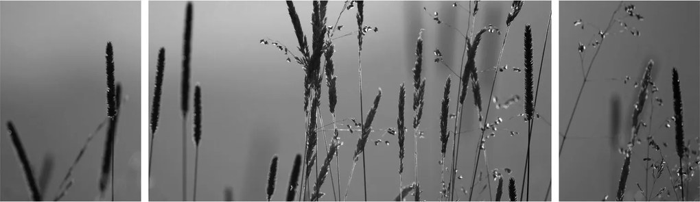Obraz - źdźbła trawy (170x50 cm)