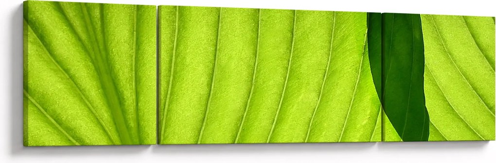 Obraz - Szczegół zielonego liścia (170x50 cm)