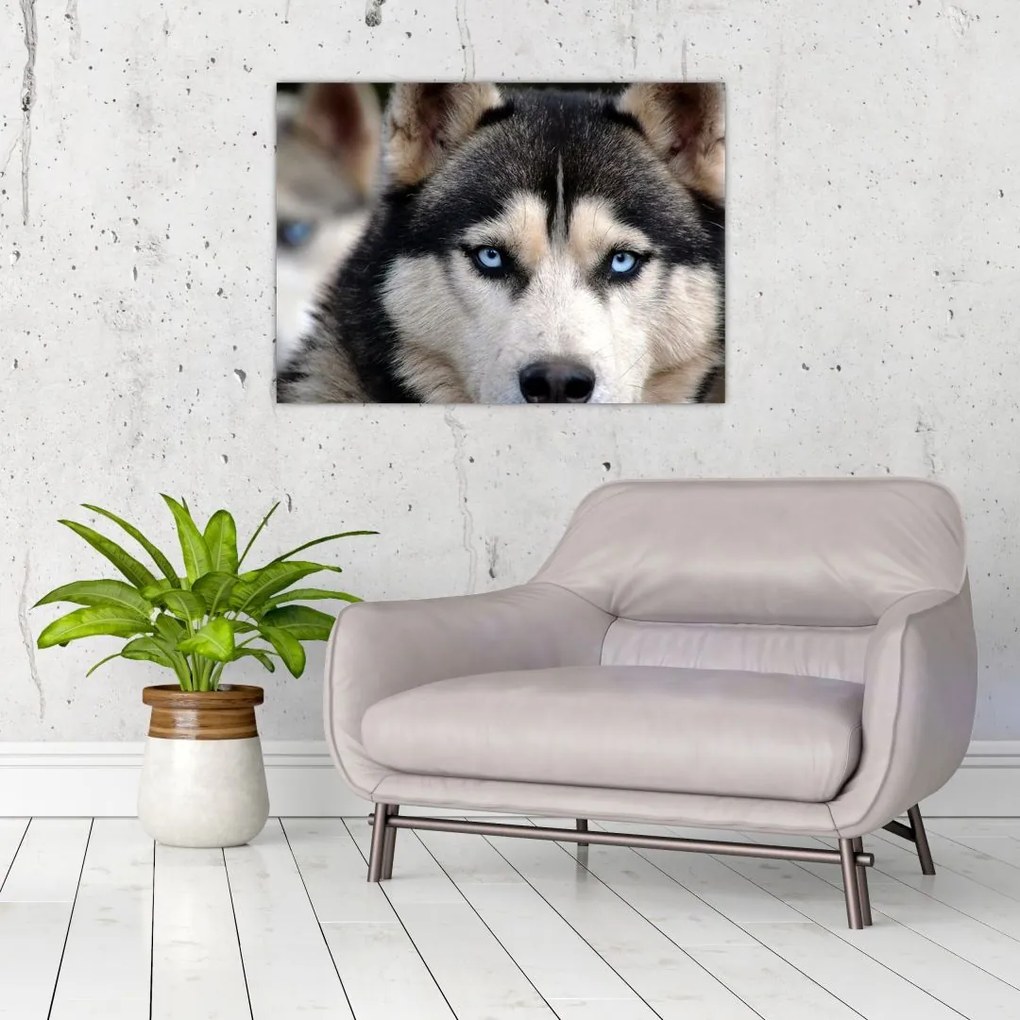 Obraz na szkle - pies husky (70x50 cm)