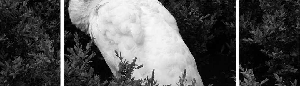 Obraz - Paw, czarno - biały (170x50 cm)